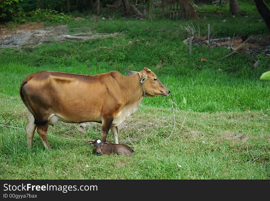 Cow Resting In The Countryside