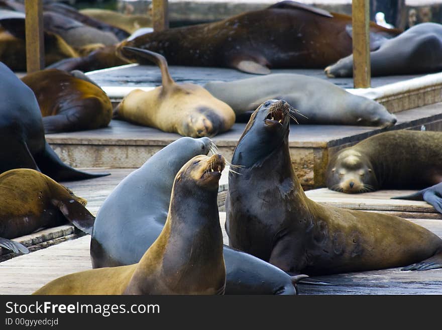 Pier 39, San Francisco