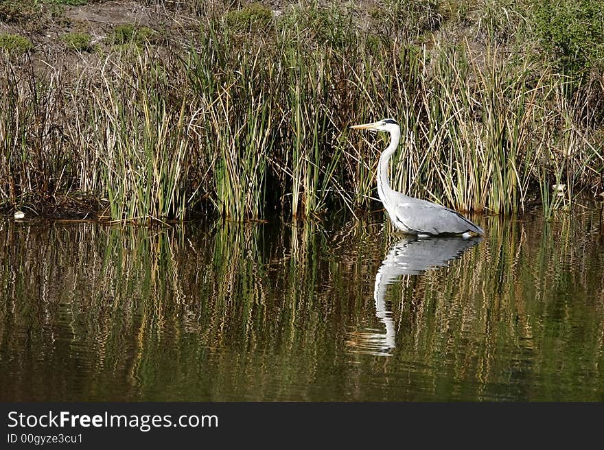 Heron in the water