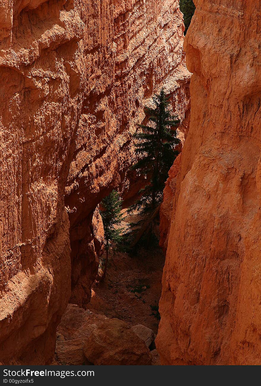 A tree deep in the valleys at Bryce Canyon National Park. A tree deep in the valleys at Bryce Canyon National Park