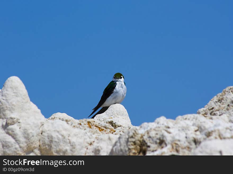 Tufa formations at Mono Lake