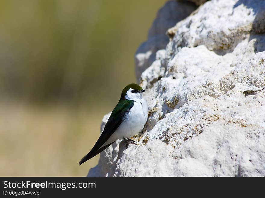 Tufa formations at Mono Lake