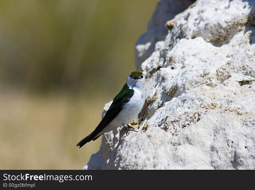 Tufa formations at Mono Lake