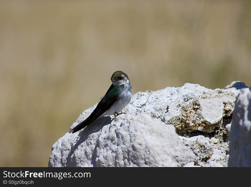 Tufa formations at Mono Lake