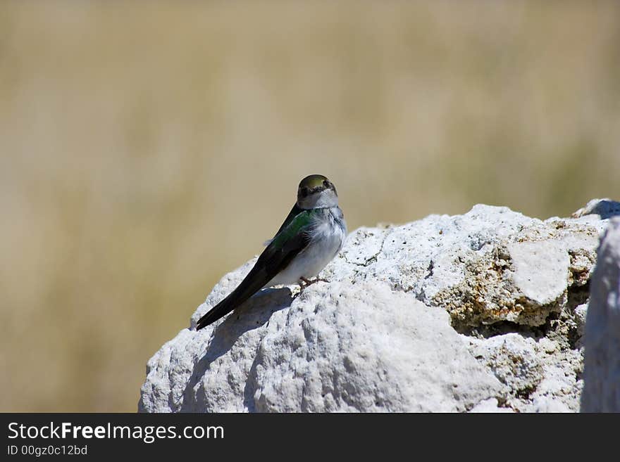 Tufa formations at Mono Lake