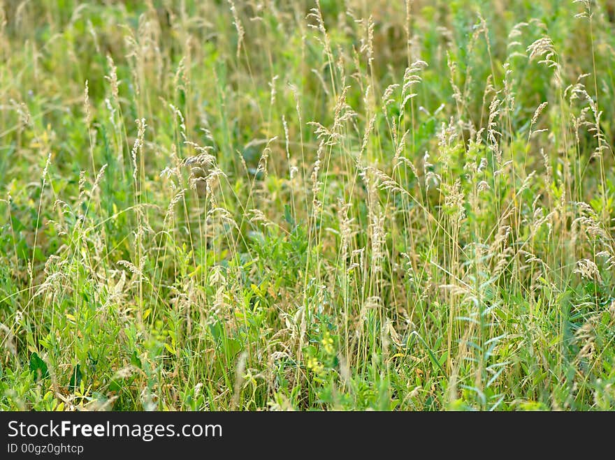 Meadow plants on green background, summer. Meadow plants on green background, summer