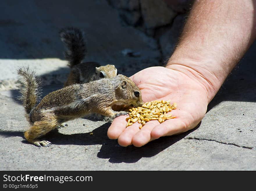 Feeding Domesticated Chipmunks