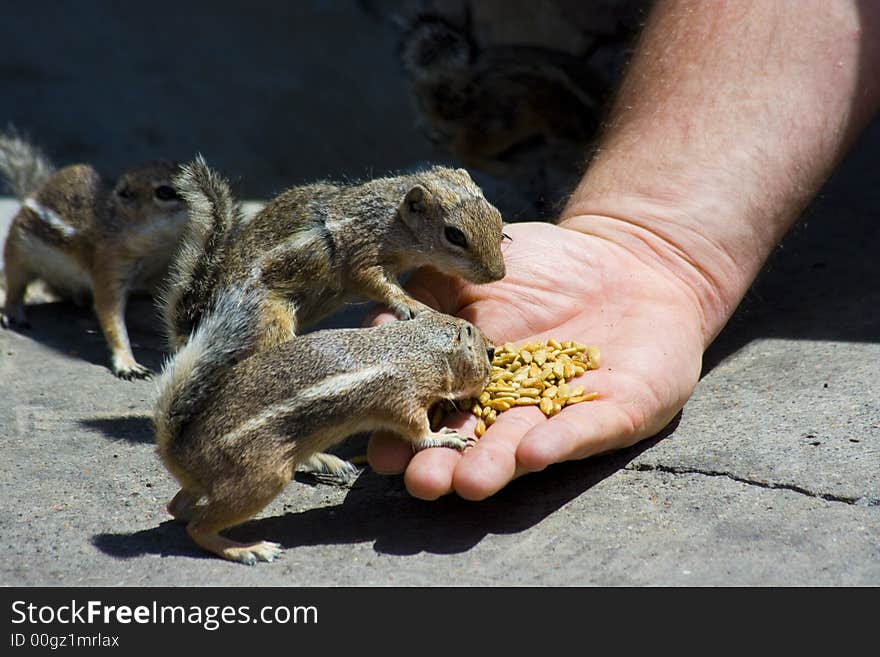 Feeding domesticated chipmunks