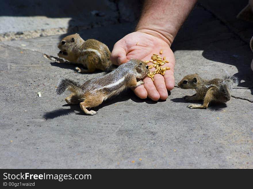 Feeding domesticated chipmunks