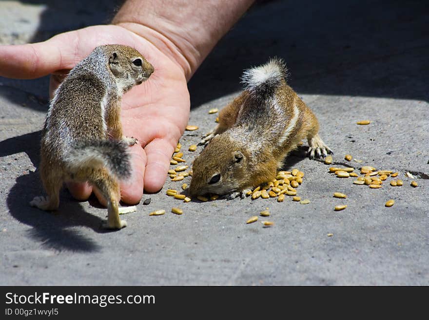 Feeding Domesticated Chipmunks