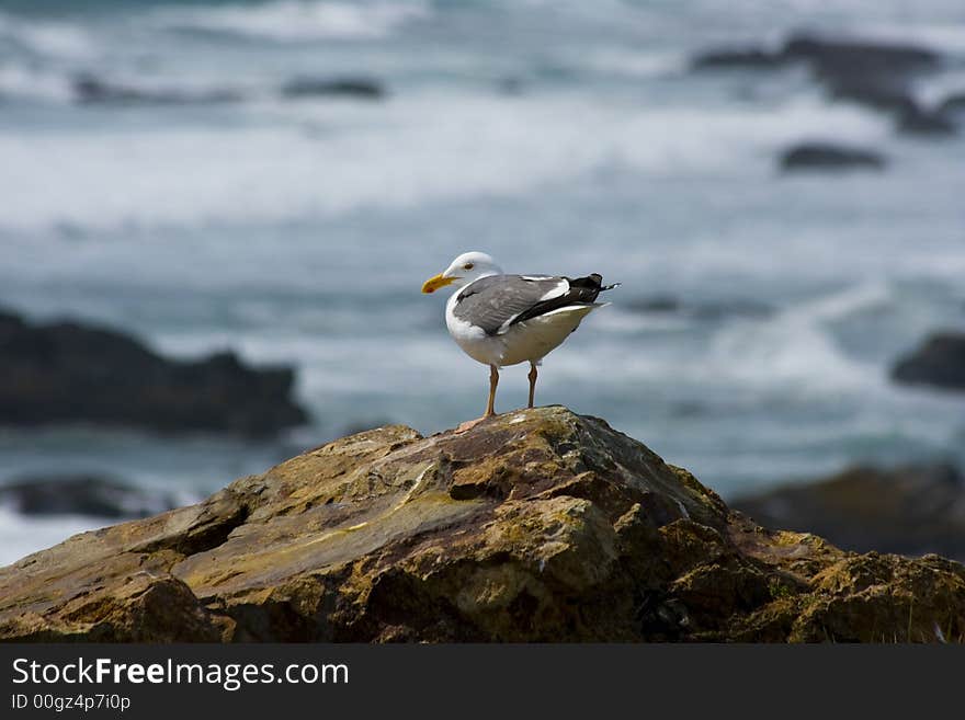 Seagull on the beach