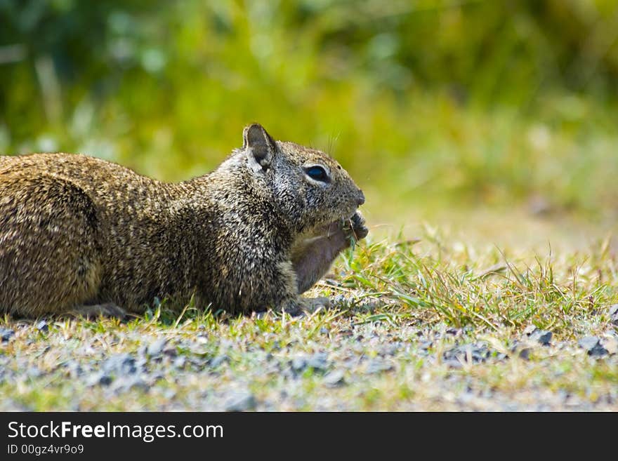 Tame ground squirrels in California