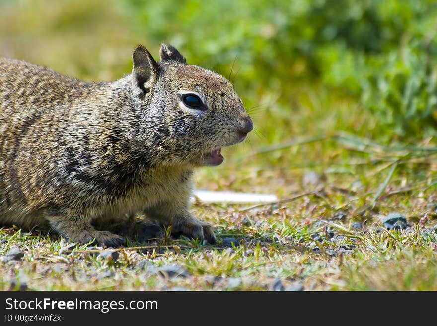 Tame ground squirrels in California