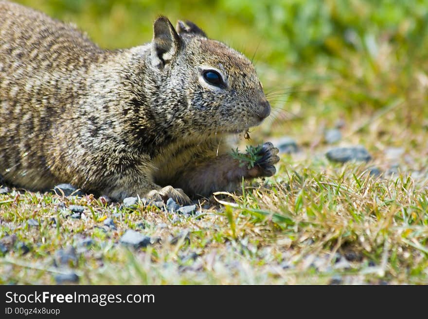 Tame ground squirrels in California