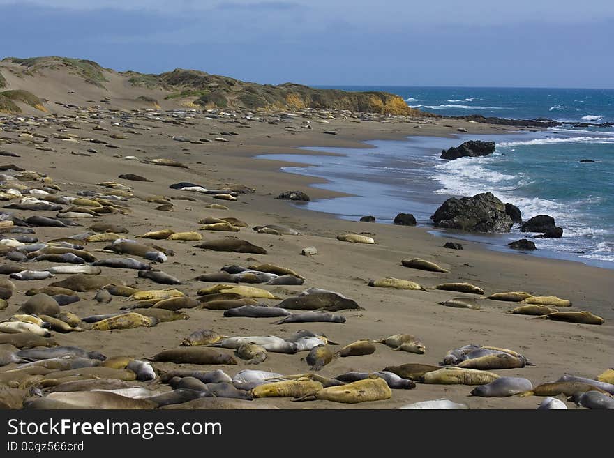 Elephant Seal Pups