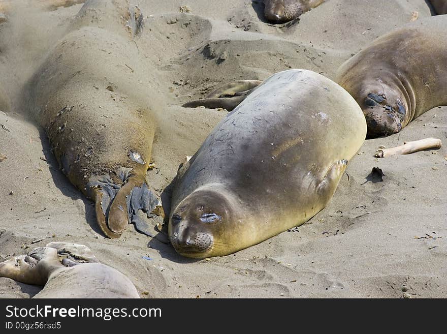 Elephant seal pups