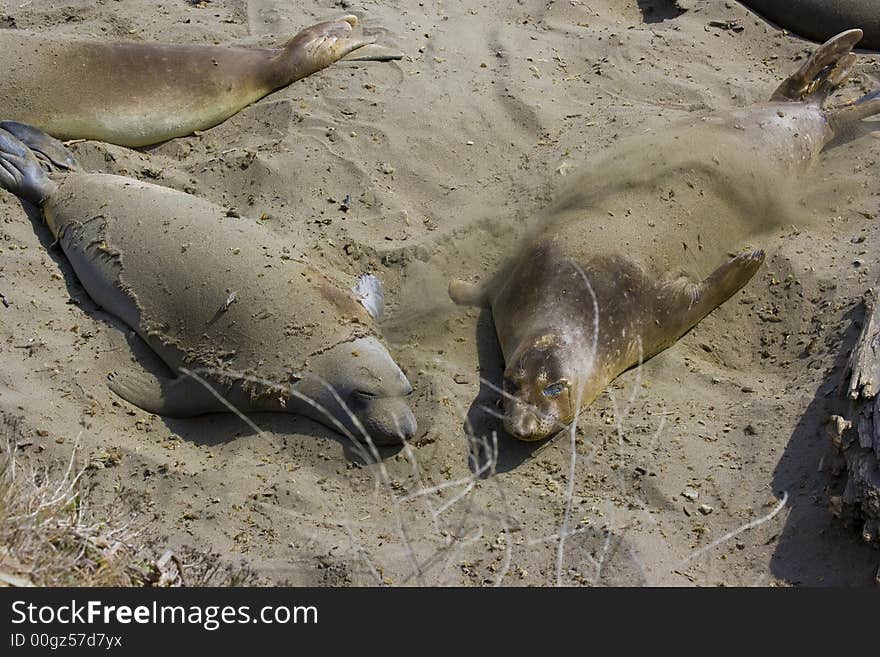 Elephant seal pups