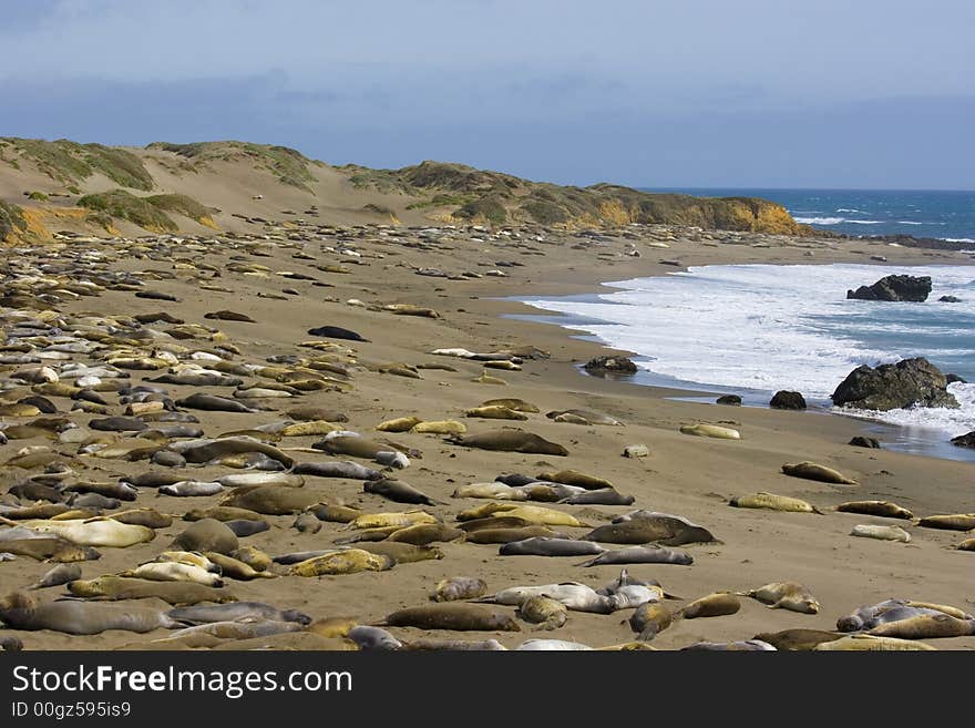 Elephant seal pups on the beach in Big Sur, California coast, USA