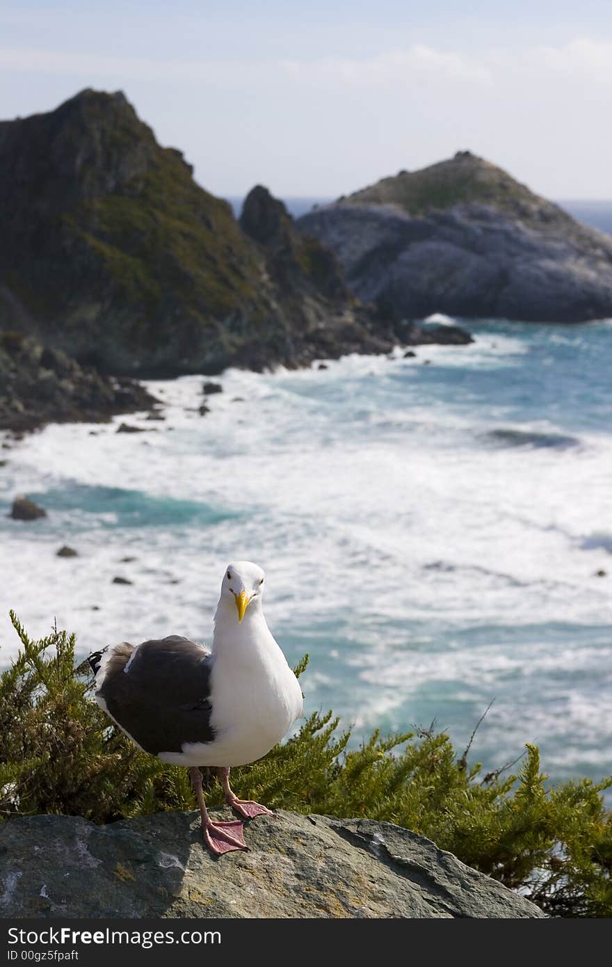 Seagull on the beach in California