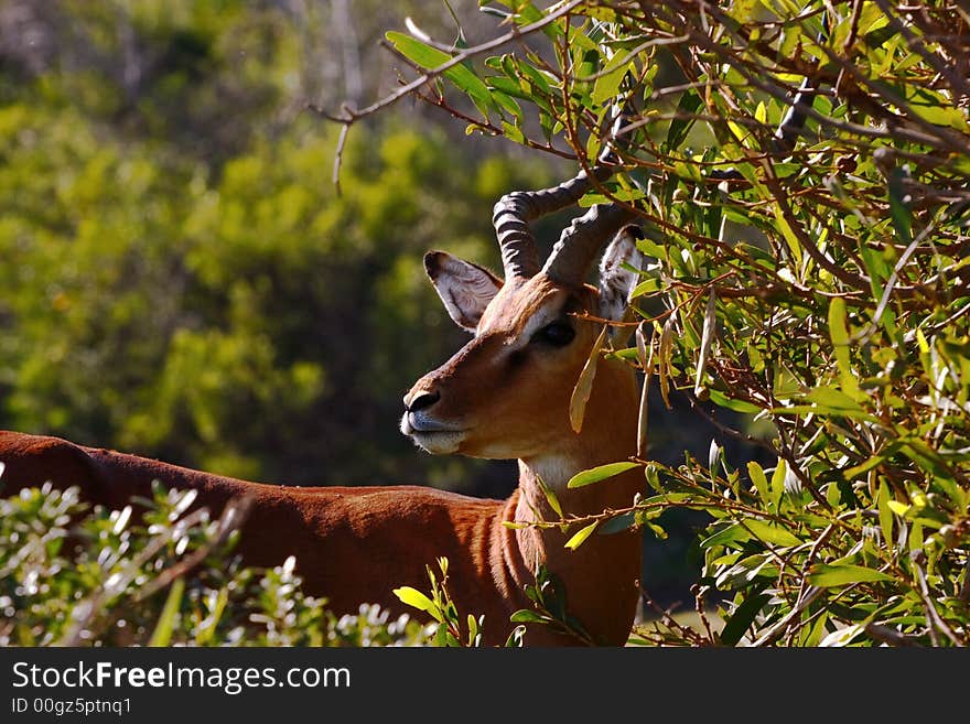 Impalla eating in the bush early in the morning. Impalla eating in the bush early in the morning