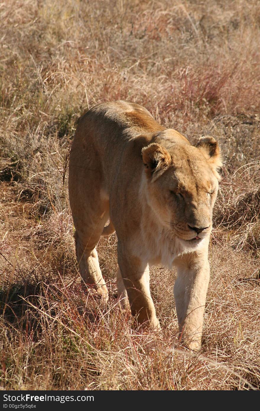 Lion on wildlife preserve, South Africa. Lion on wildlife preserve, South Africa