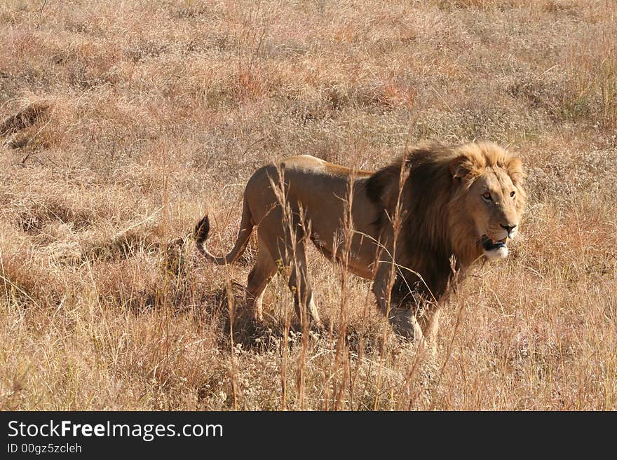 Lion on wildlife preserve, South Africa. Lion on wildlife preserve, South Africa