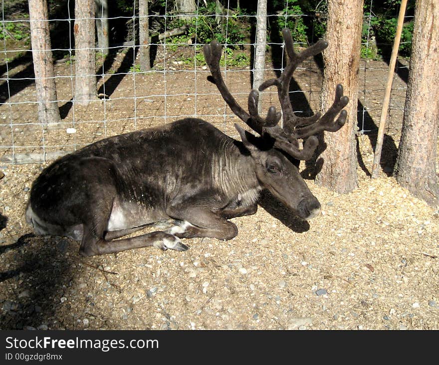 Brown caribou