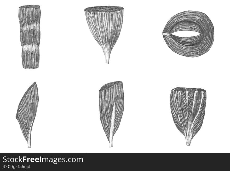 Anatomiclly correct drawing of the muscles , good for design elements. Anatomiclly correct drawing of the muscles , good for design elements