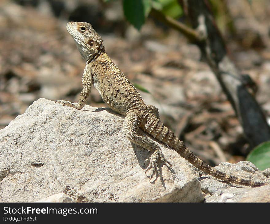 Lizard on Stone Closeup