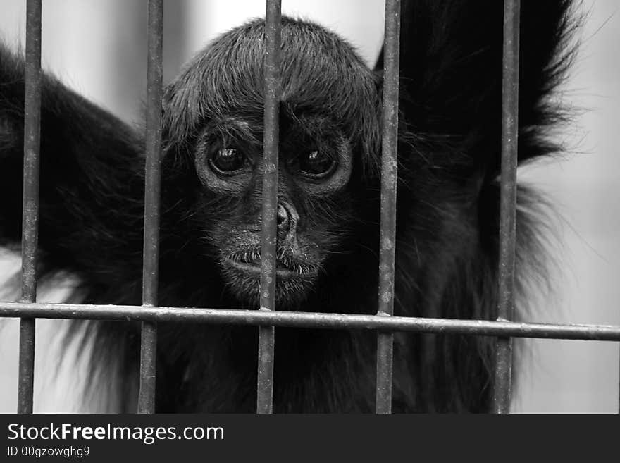 Black and white image of a gibbon monkey in a zoo. Black and white image of a gibbon monkey in a zoo