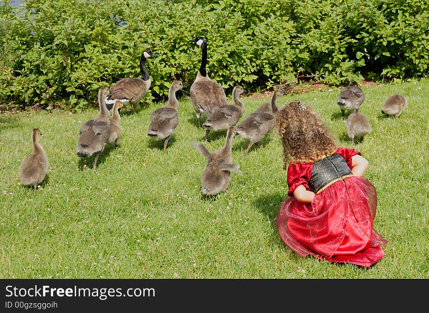 Young girl looking at the geese and their babies. Young girl looking at the geese and their babies