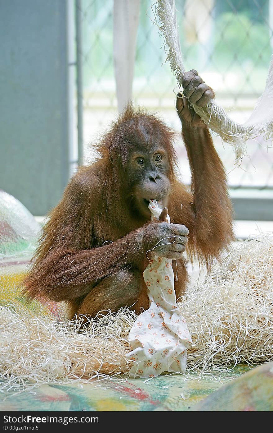 Portrait of young orangutan playing. Portrait of young orangutan playing