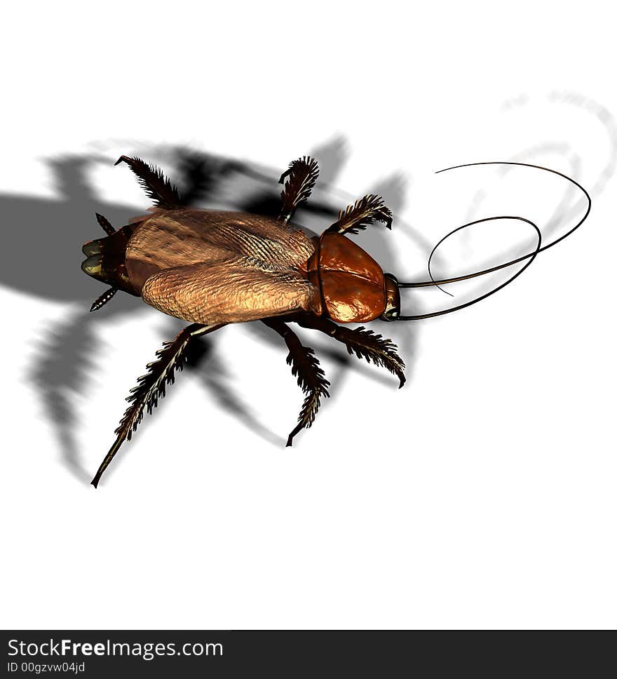 Cockroach