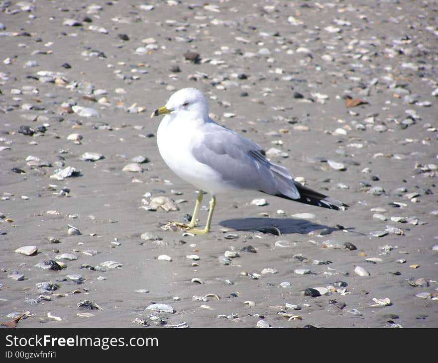 Albatross among seashells on beach. Myrtle Beach, SC