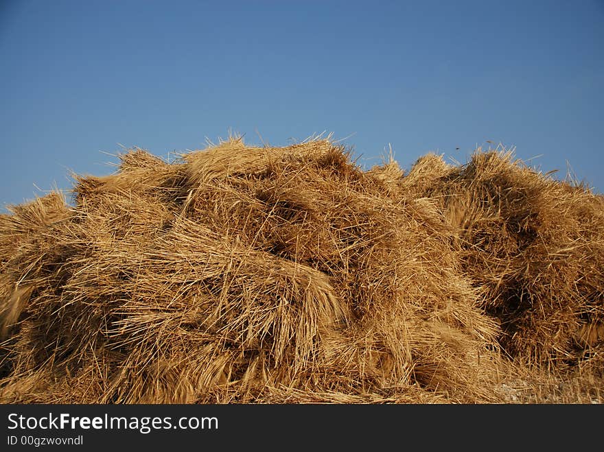 Field of wheat isolated by blue sky