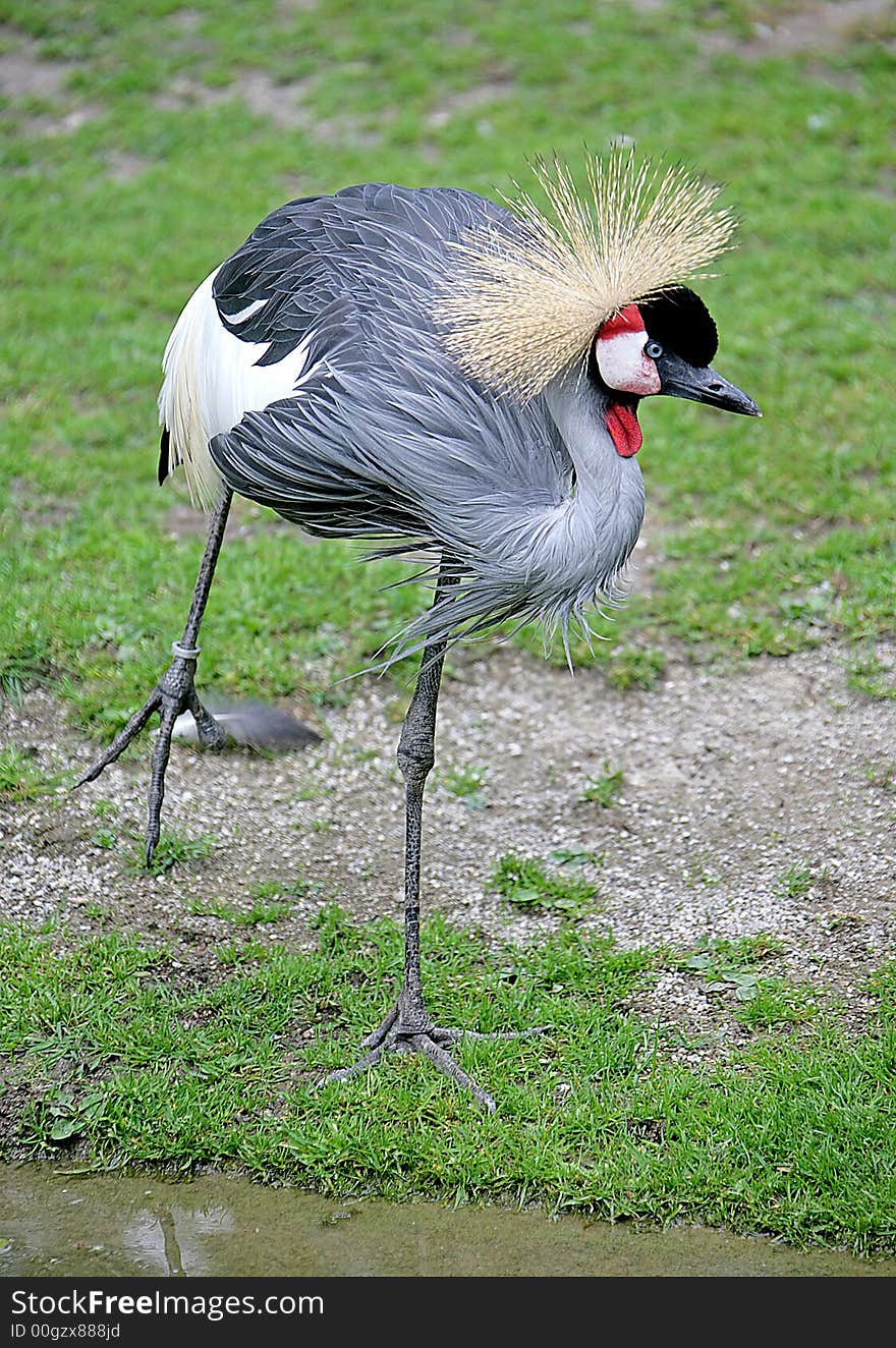 Portrait of Golden crowned crane. Portrait of Golden crowned crane