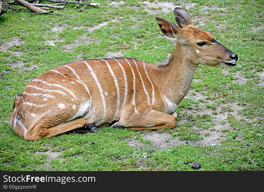 View of nyala antelope female. View of nyala antelope female