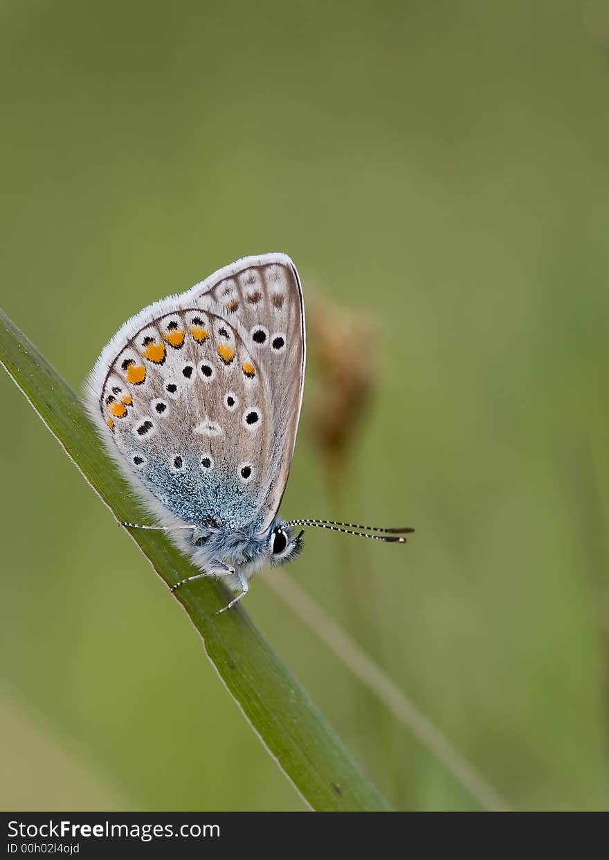 Common Blue