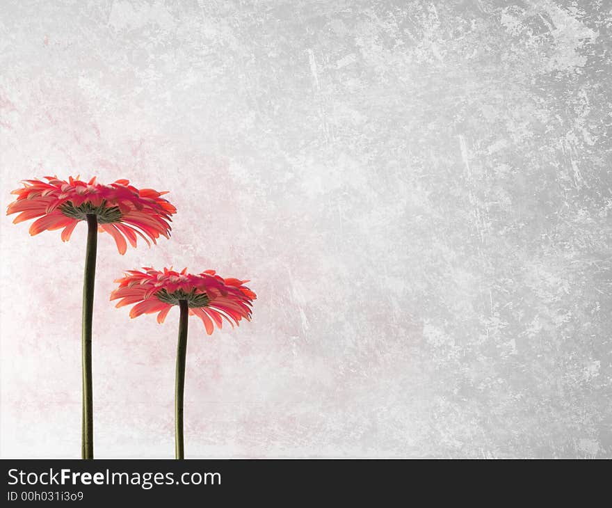 Grey grunge background with two pink gerbers. Grey grunge background with two pink gerbers