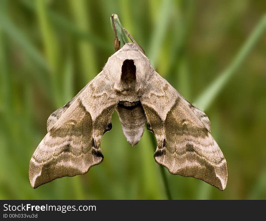 Night butterfly