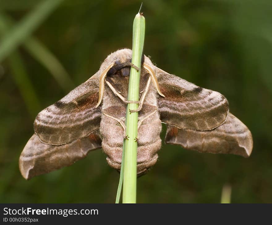 Night Butterfly