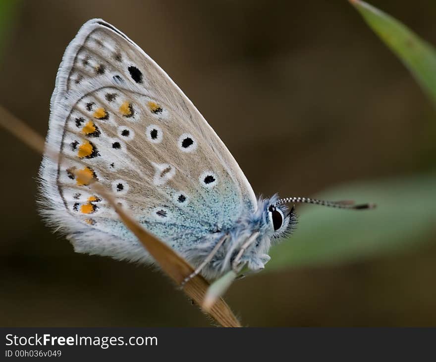 Common Blue