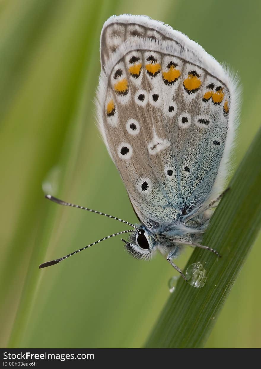 Common Blue