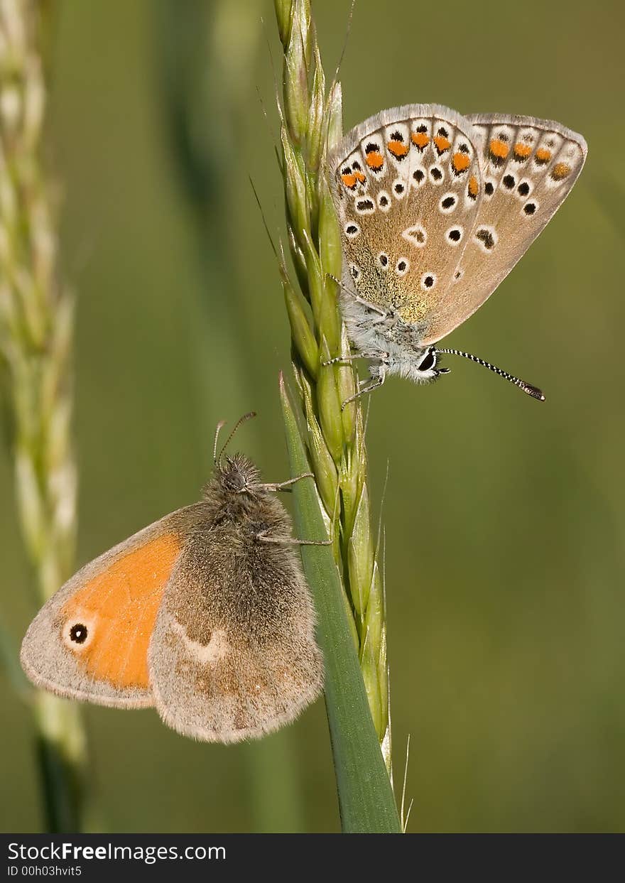 Two butterflies siting on the grass. Two butterflies siting on the grass