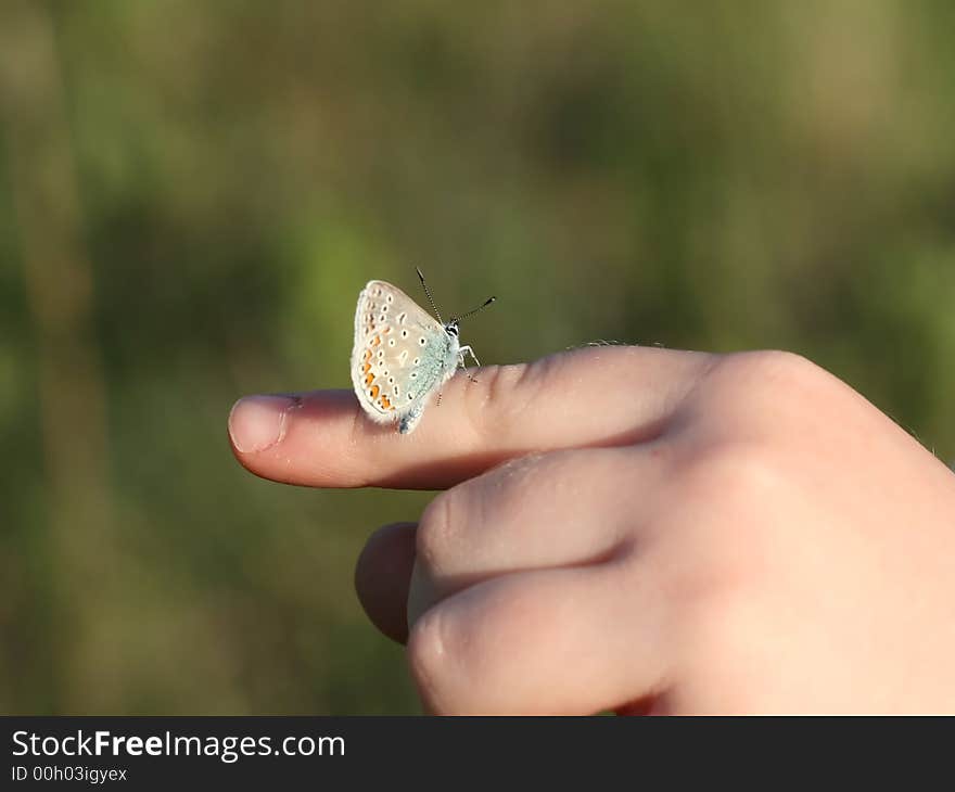 Common Blue butterfly sitting on a finger of little girl. Common Blue butterfly sitting on a finger of little girl