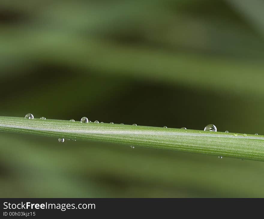 Rain drops on the grass. Rain drops on the grass