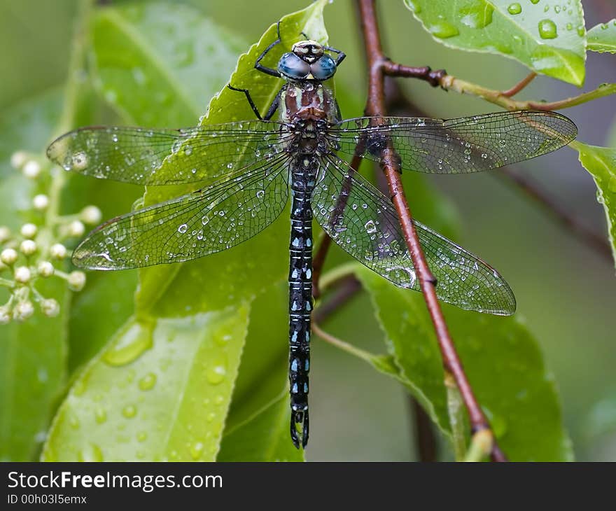 Dragonfly