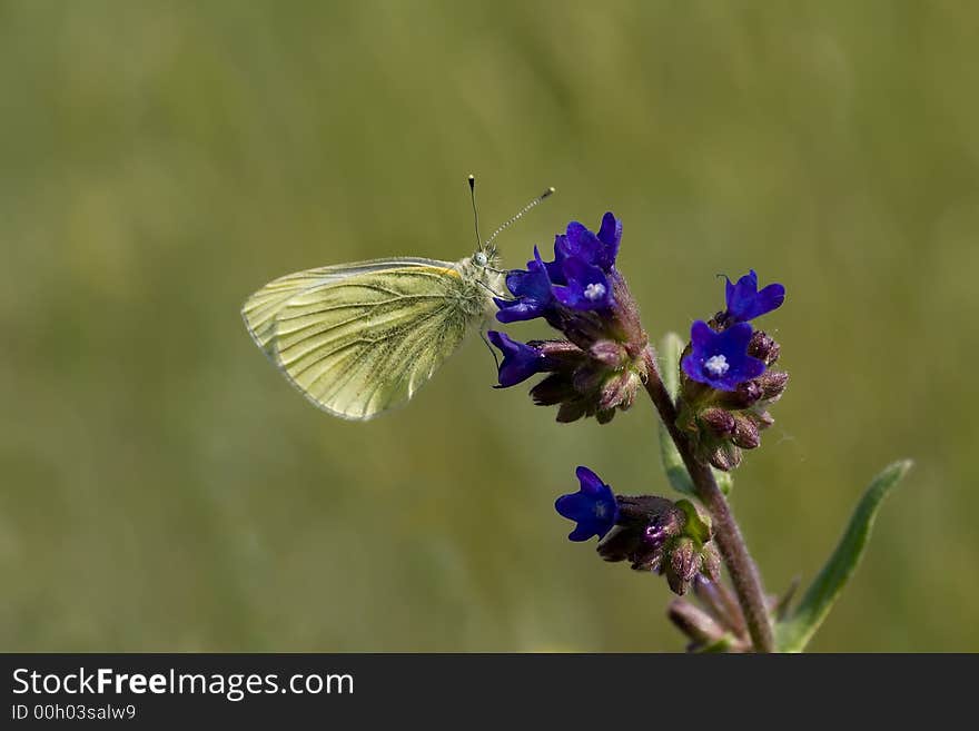 Cabbage butterfly sitting on blue flower