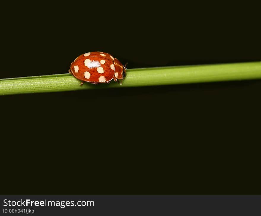 Ladybug with white points on green grass