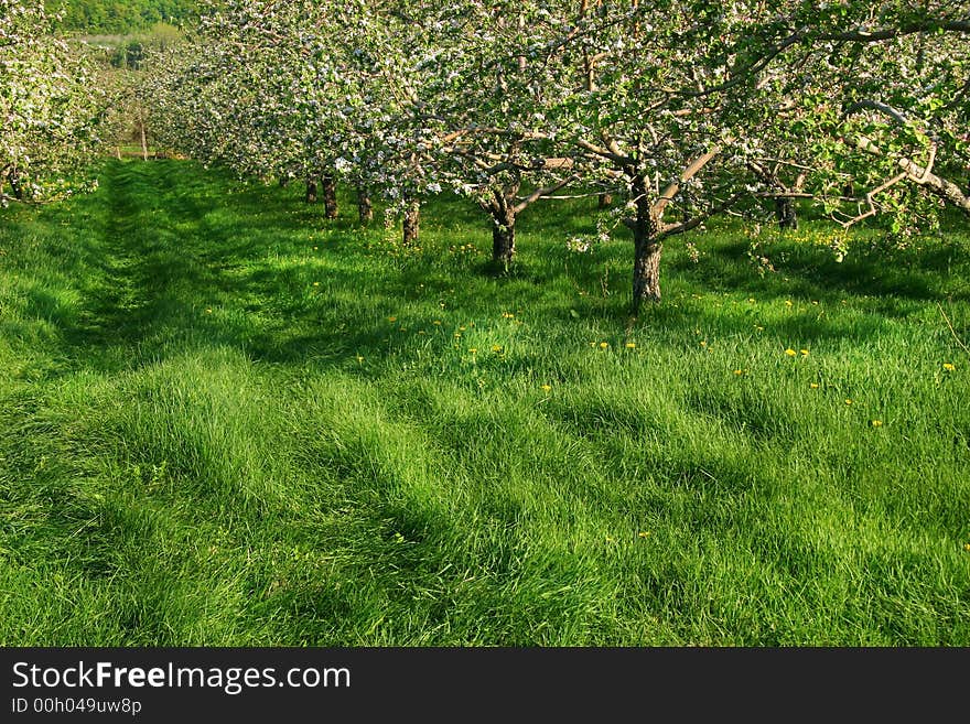 Apple blossoms in the orchards. Apple blossoms in the orchards